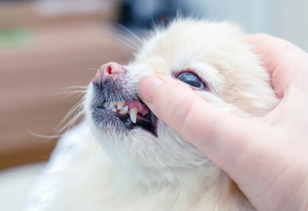 犬の歯の検査
