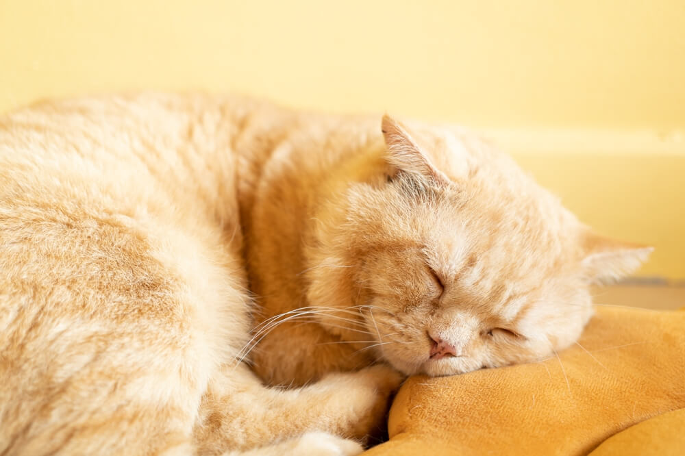 猫が寝ている写真