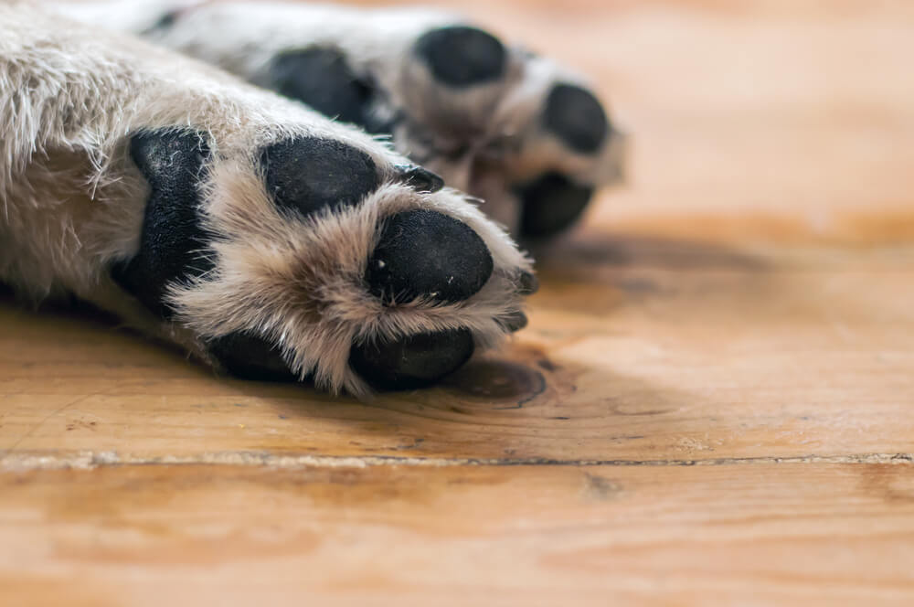 犬の肉球