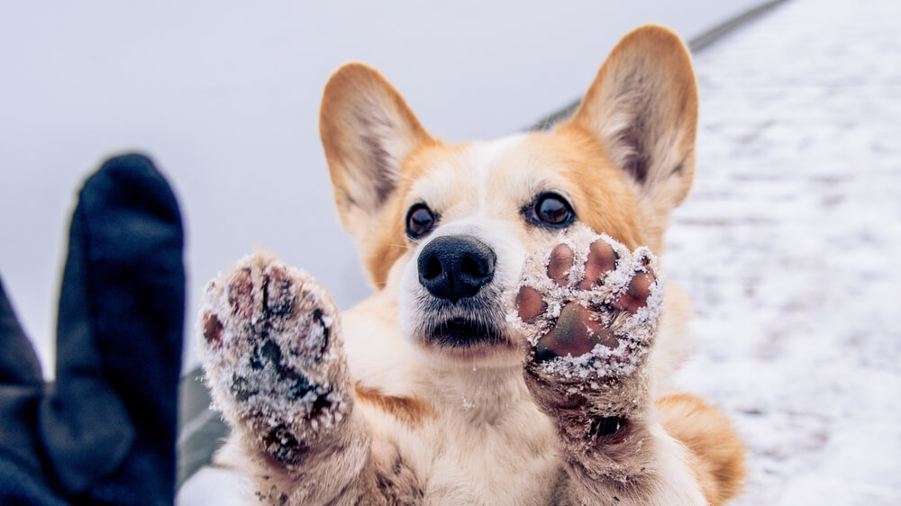 コーギーの肉球に雪がついている写真
