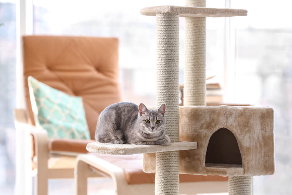 キャットタワー