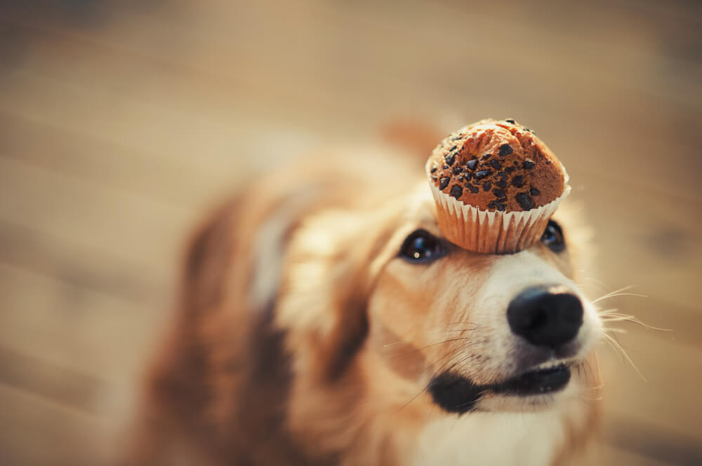 ボーダーコリーがケーキを鼻に乗せている写真