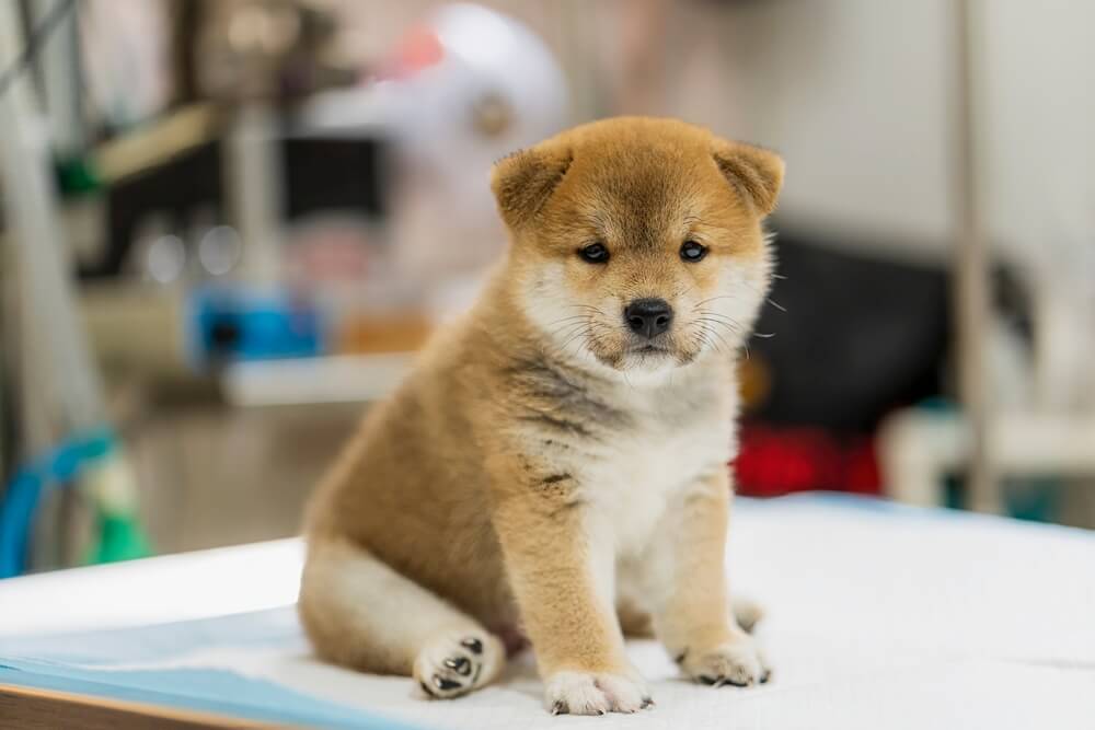 獣医師が柴犬を調べる写真