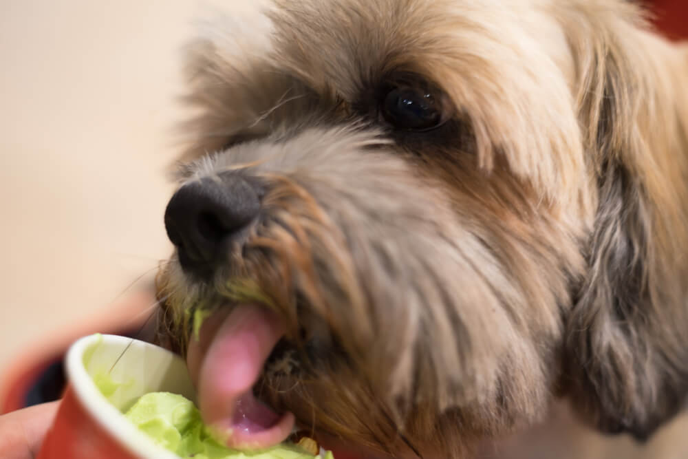 犬がアイスクリームを食べている写真