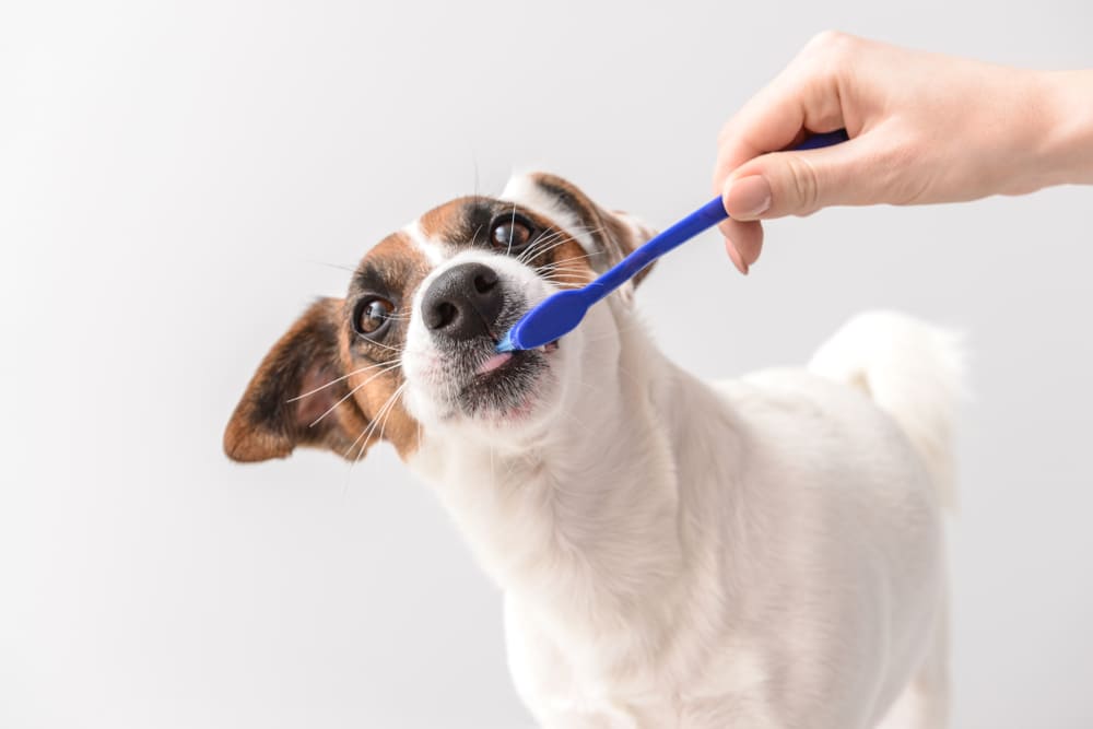 犬の歯みがき