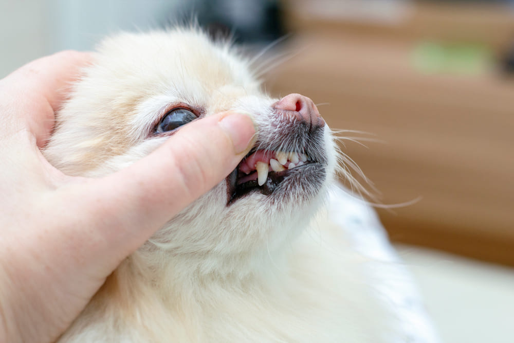 チワワが犬の歯石を取っている写真