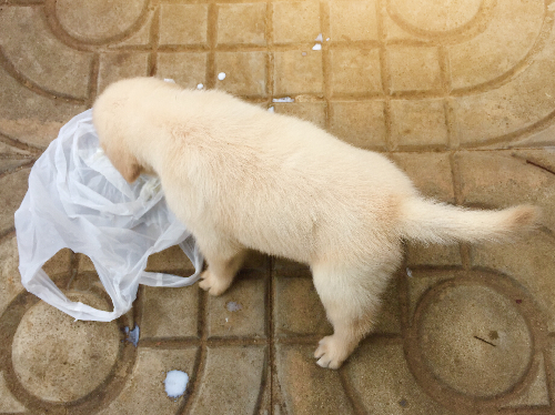 ごみをあさっている犬の写真