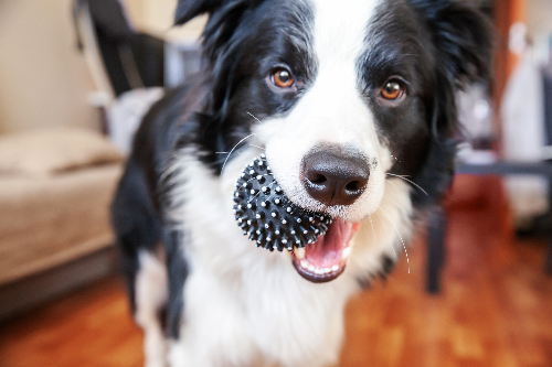 →ボールを加えている犬の写真