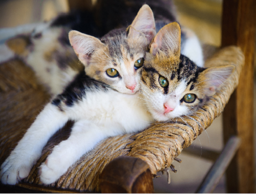 猫が寄り添っている写真