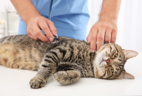 猫が診察を受けている写真