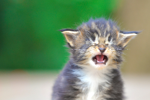 子猫が鳴いている写真