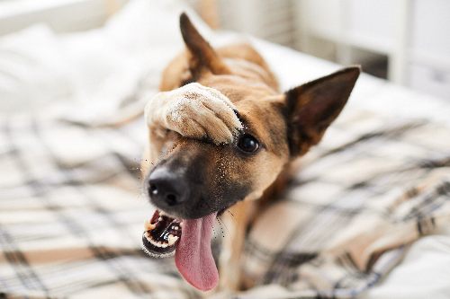 犬が目を掻いている写真