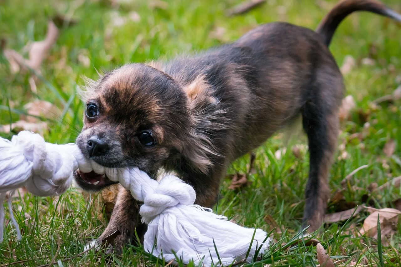 チワワがロープで遊ぶ写真