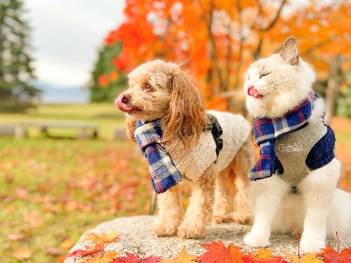防寒着を着用している犬