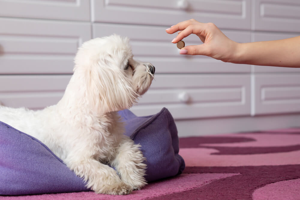 タブレットの薬を飲む犬