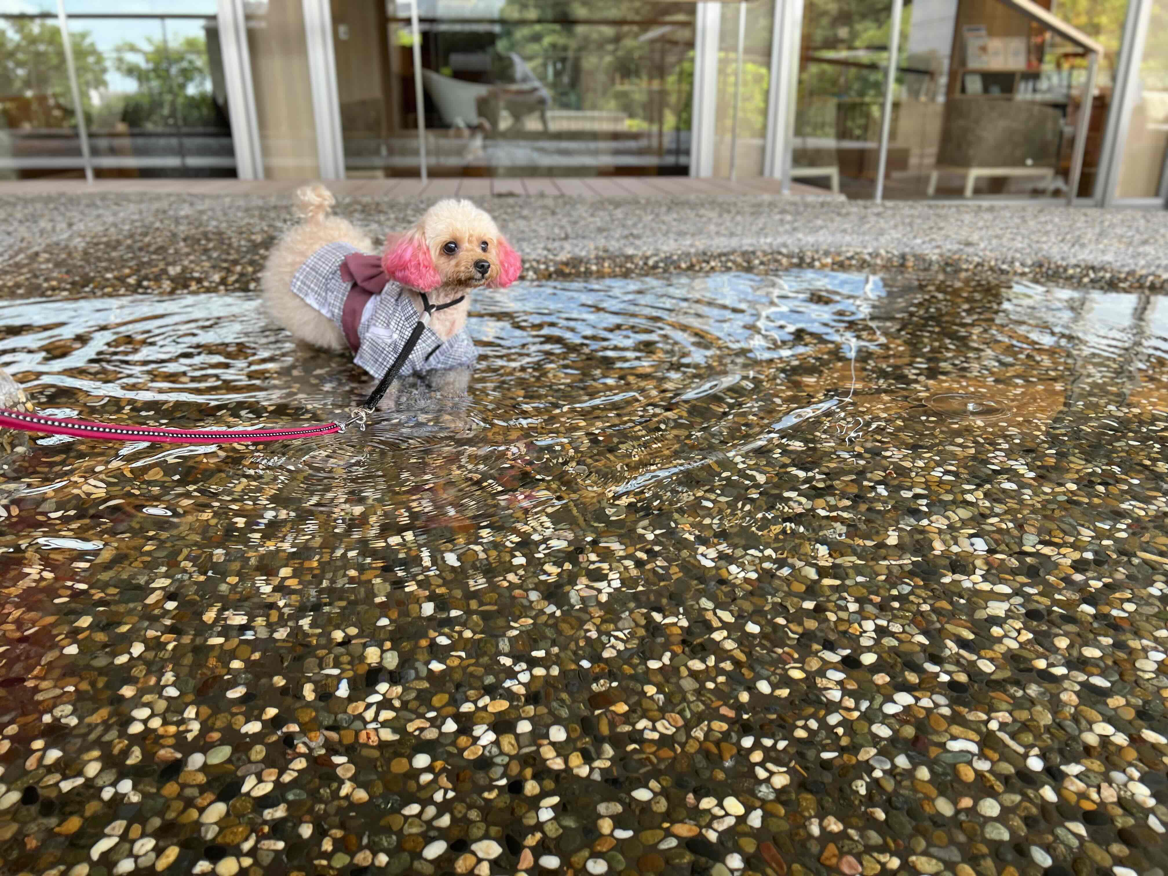 「愛犬専用の足湯 湯ノ庭」