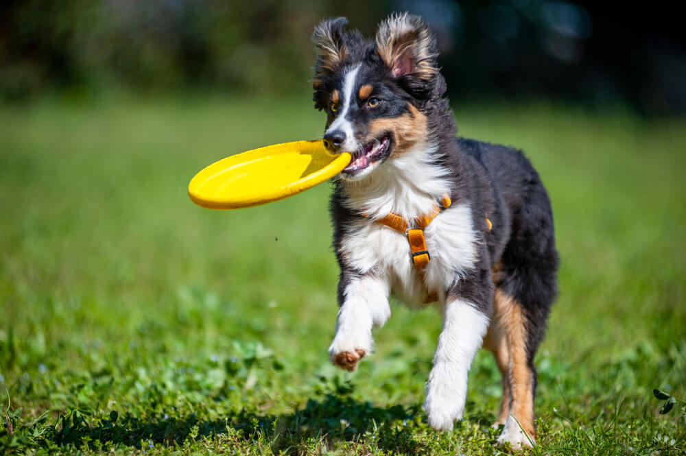 犬がフリスビーを口にくわえて走っている写真