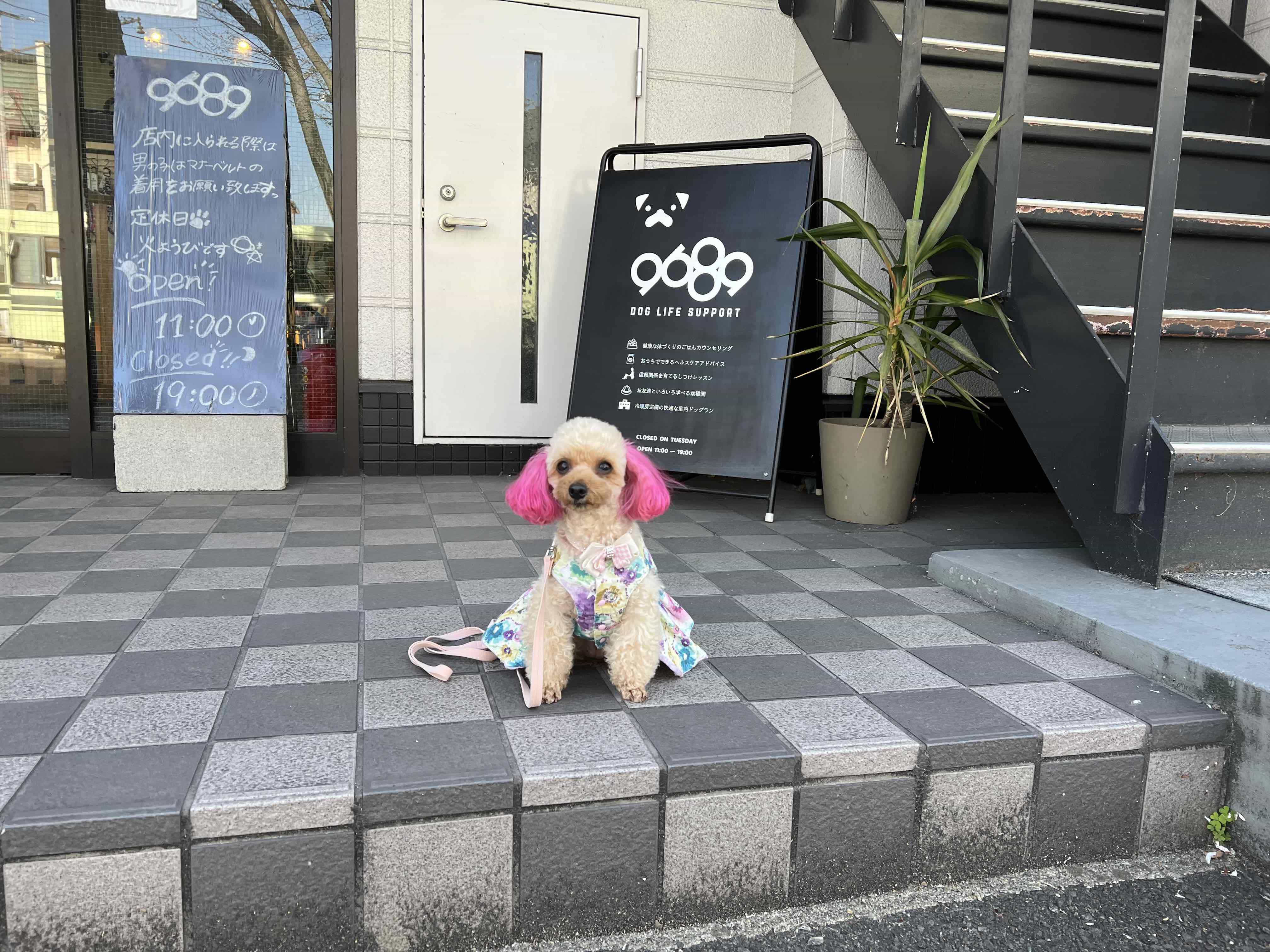 Dog Life Support 9689(クロパグ)