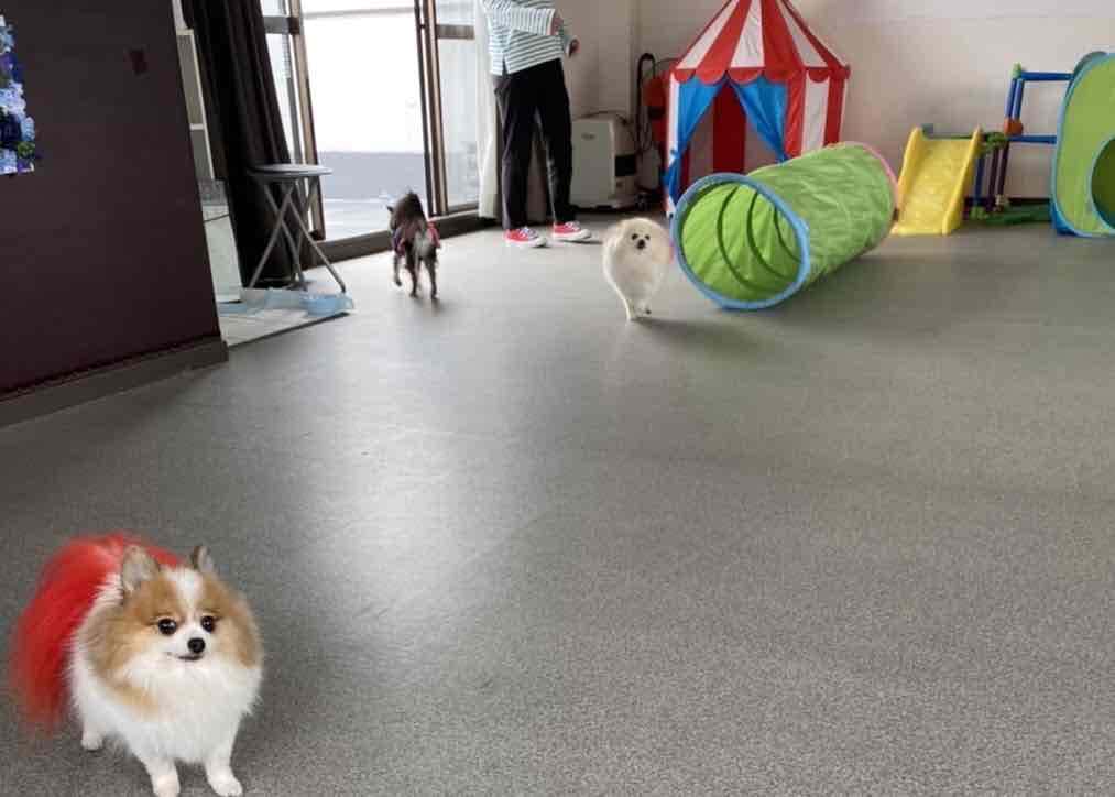 dogcafe & Bar mint(ミント)