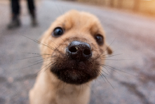 子犬のヒゲの写真