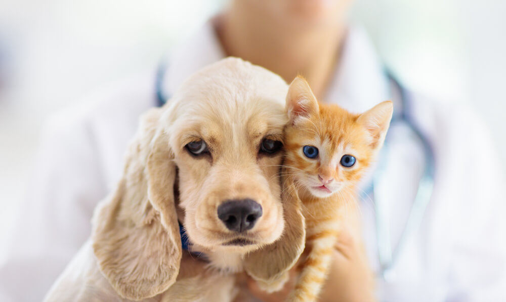 犬と猫を調べている獣医師