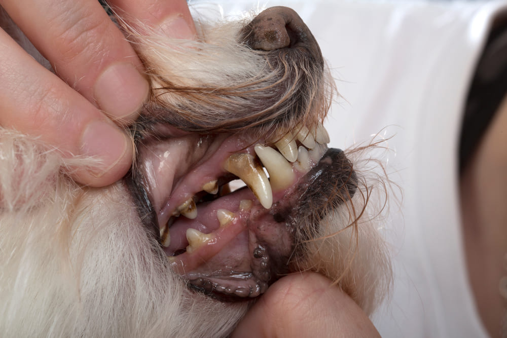 歯周病の犬