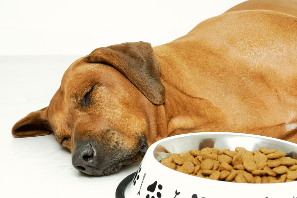 食欲不振の犬