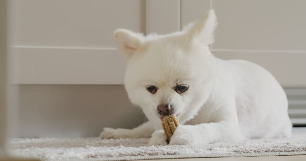 歯みがきガムを食べているポメラニアン