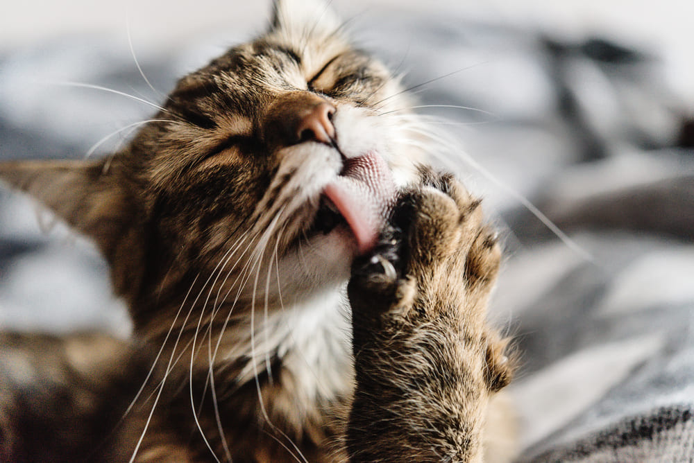 猫が毛づくろいをしている写真
