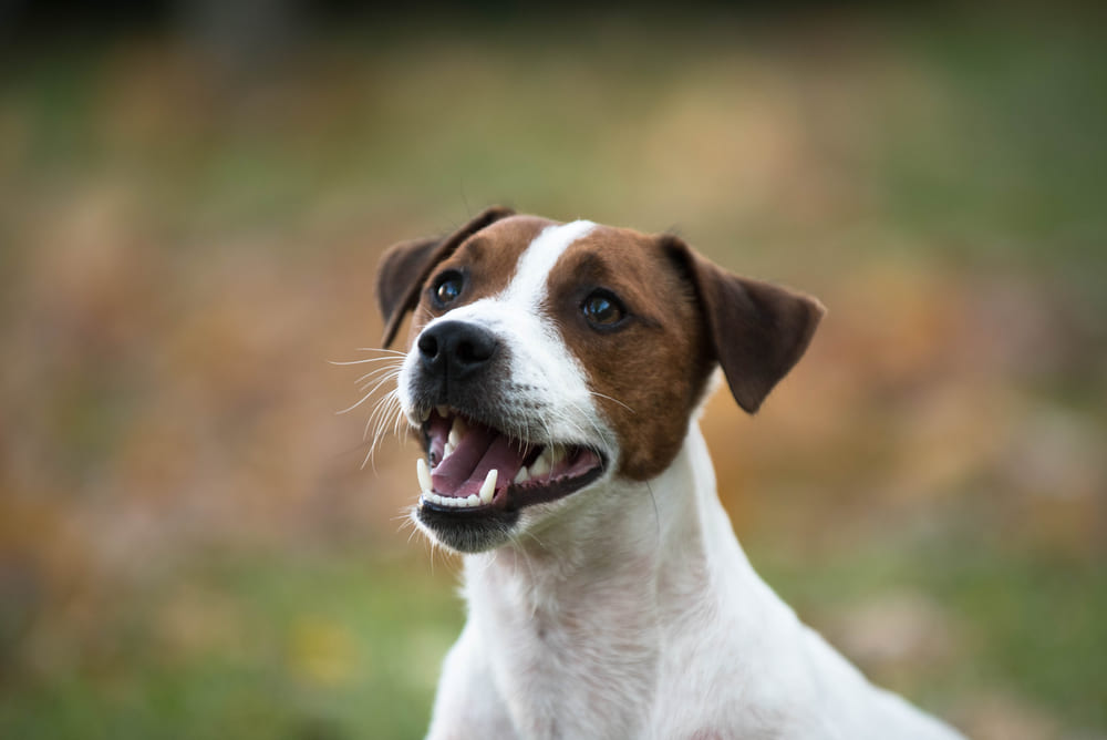 歯がきれいな犬の写真