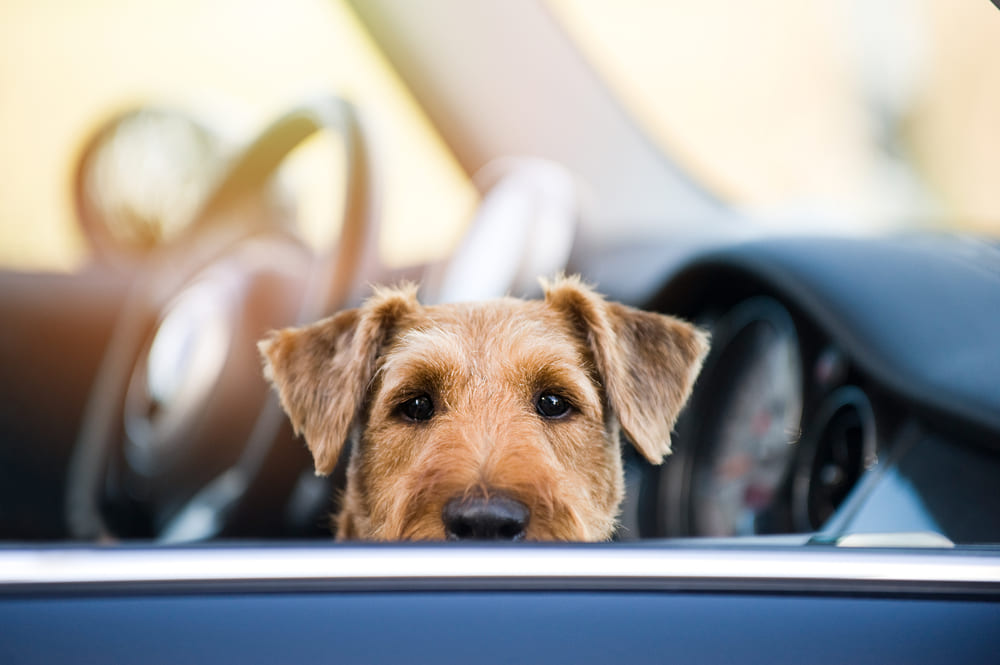 犬が車で留守番している写真